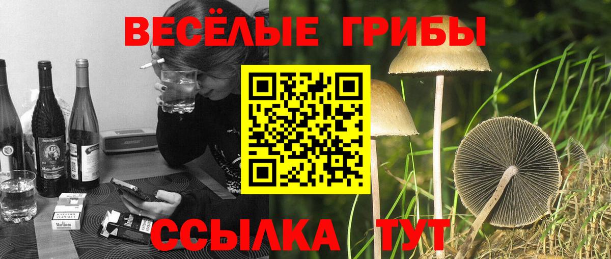 Галлюциногенные грибы Psilocybe  Галлюциногенные грибы GOLDEN TEACHER  Малгобек  Вход с VPN 